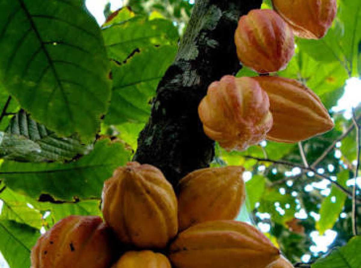 Cocoa growth eases to 3.8% after spectacular recovery in 2025